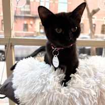 Thumbnail photo of Aberdeen & Galloway #4