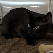 Thumbnail photo of Lotus #1