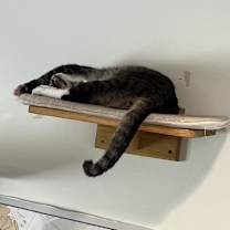 Thumbnail photo of Capers and Molly (brother & sister) #4