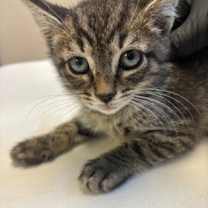 Thumbnail photo of rescue only #1