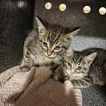 Thumbnail photo of rescue only #2