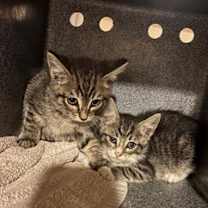 Thumbnail photo of rescue only #3