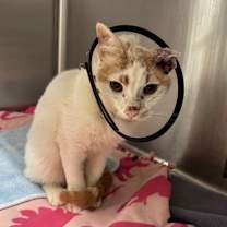 Thumbnail photo of Chestnut #2