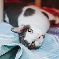 Thumbnail photo of 89211a Lasher #2