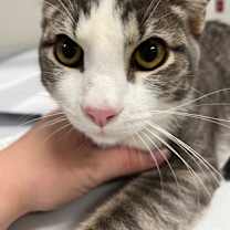 Thumbnail photo of Amir #3