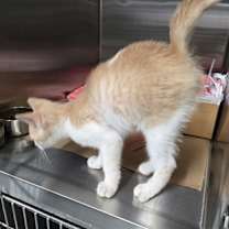 Thumbnail photo of Figaro #2