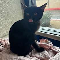 Thumbnail photo of Slink #3