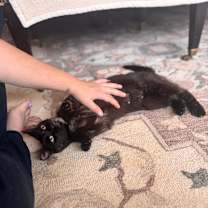 Thumbnail photo of Nova #1