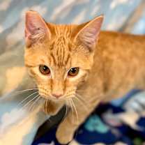 Thumbnail photo of Popcorn #3