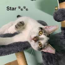 Thumbnail photo of 0925-131 Star #2