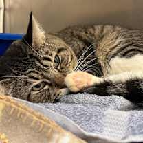 Thumbnail photo of TAVI #1