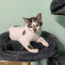 Thumbnail photo of 0925-131 Star #3