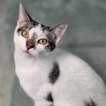 Thumbnail photo of 0925-131 Star #4