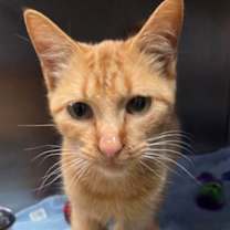 Thumbnail photo of Dydun #2