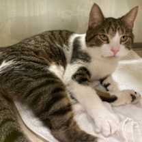 Thumbnail photo of *CASSIAN #1