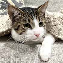 Thumbnail photo of Jino #1