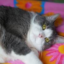 Thumbnail photo of Sprinkles #3