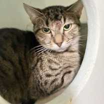 Thumbnail photo of Loretta Lynn #3