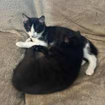 Thumbnail photo of Pawn W/ Rook - Cuddly Lap Cat! Good with Dogs, Cats, and Kids! #1