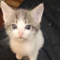 Thumbnail photo of Fizzle #1