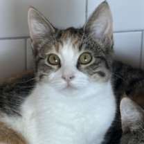 Thumbnail photo of Ocarina #1