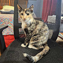 Thumbnail photo of Maddie #3