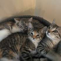 Thumbnail photo of Little One - Social Butterfly! Good w/ Dogs and Cats! #1