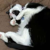 Thumbnail photo of Kitty Scott Clause #1