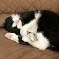 Thumbnail photo of Kitty Scott Clause #4