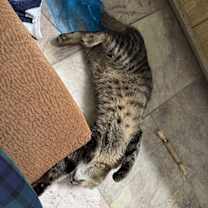 Thumbnail photo of Fig #2