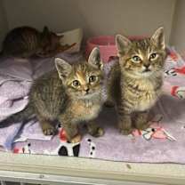 Thumbnail photo of Biscotti #2