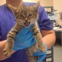 Thumbnail photo of Biscotti #3