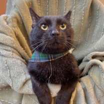 Thumbnail photo of Sherlock #1