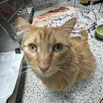 Thumbnail photo of Millet #3