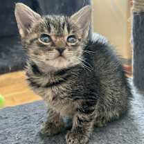 Thumbnail photo of Kimmy #3