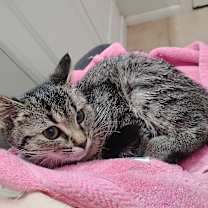 Thumbnail photo of Cream Cheese #1