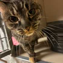 Thumbnail photo of Junebug #2