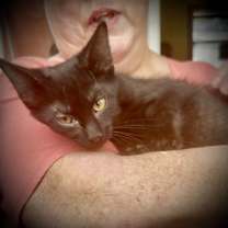 Thumbnail photo of Midnight #3