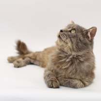 Thumbnail photo of Oscar #3