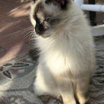 Thumbnail photo of Kat #1