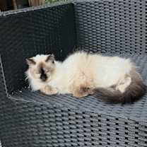 Thumbnail photo of Kat #3