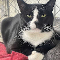 Thumbnail photo of Hungry Hippo #1