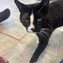 Thumbnail photo of Hungry Hippo #2