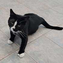 Thumbnail photo of Hungry Hippo #4