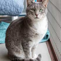 Thumbnail photo of Winston #1