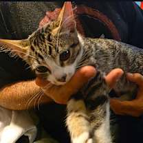 Thumbnail photo of Brownie #2