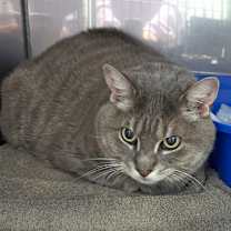 Thumbnail photo of George #3