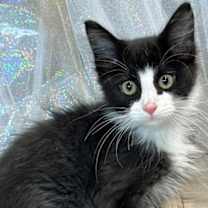 Thumbnail photo of Jitters #1