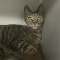 Thumbnail photo of Rocky #1