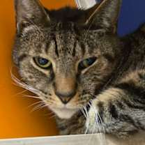 Thumbnail photo of Rocky #2